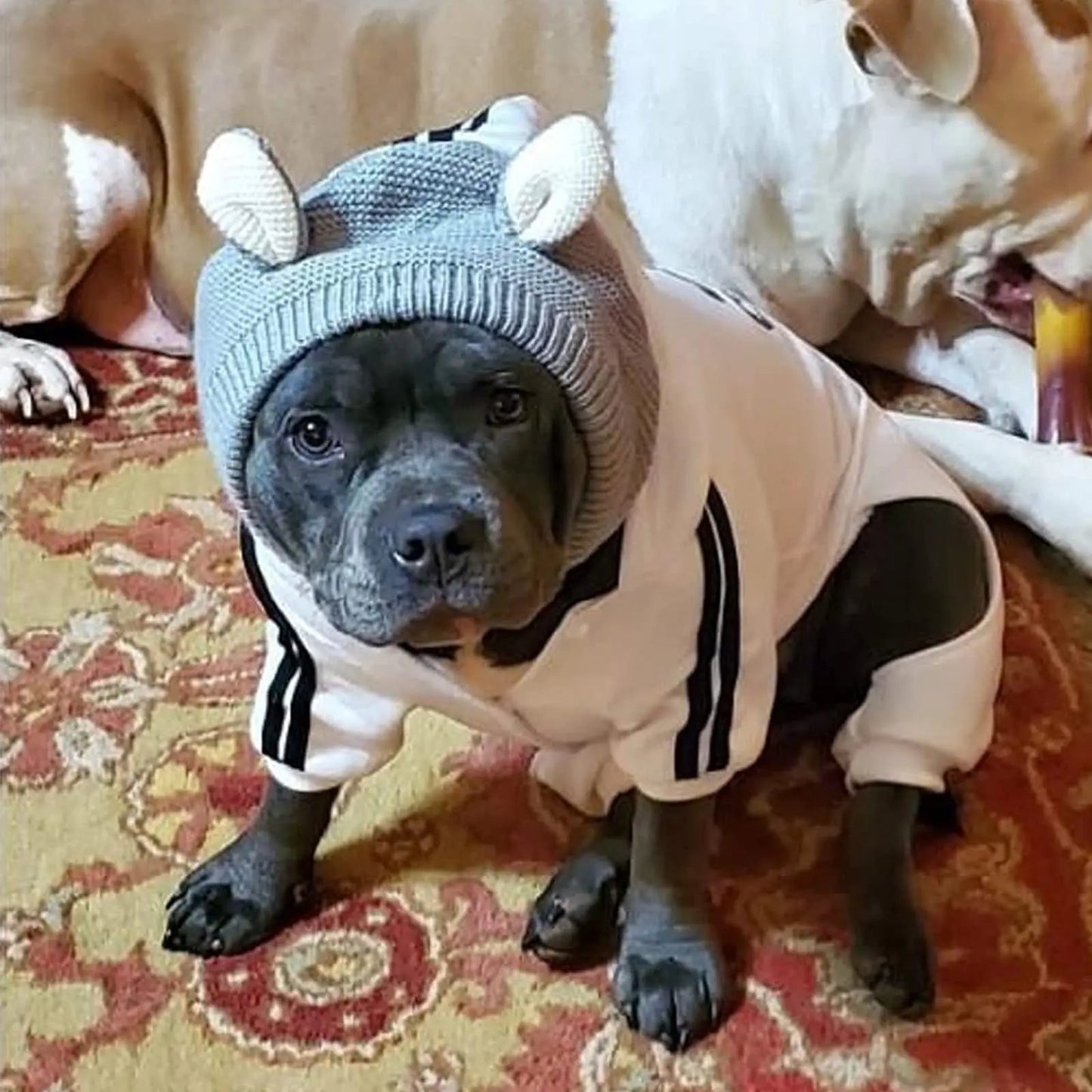 Gentle Dog Ear Muff